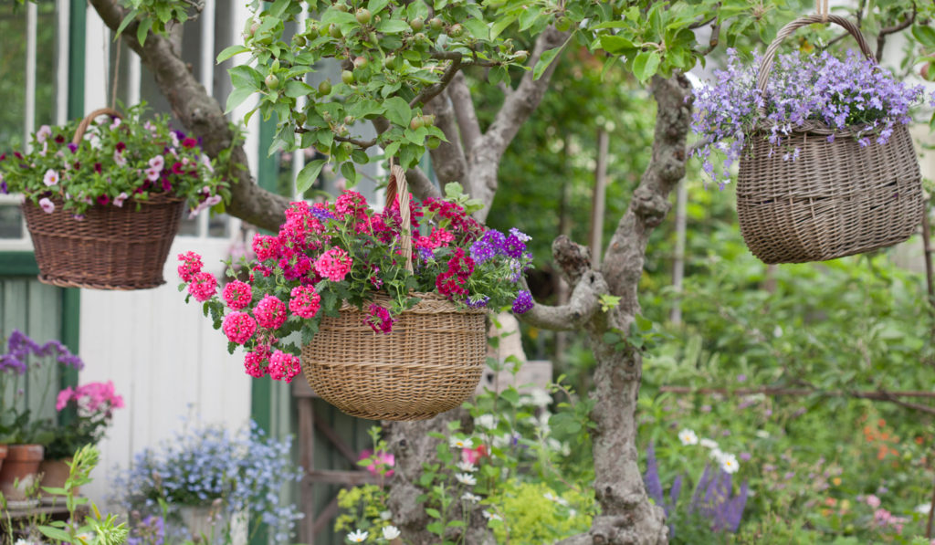 Amplar skapar rymd - Blomsterfrämjandet