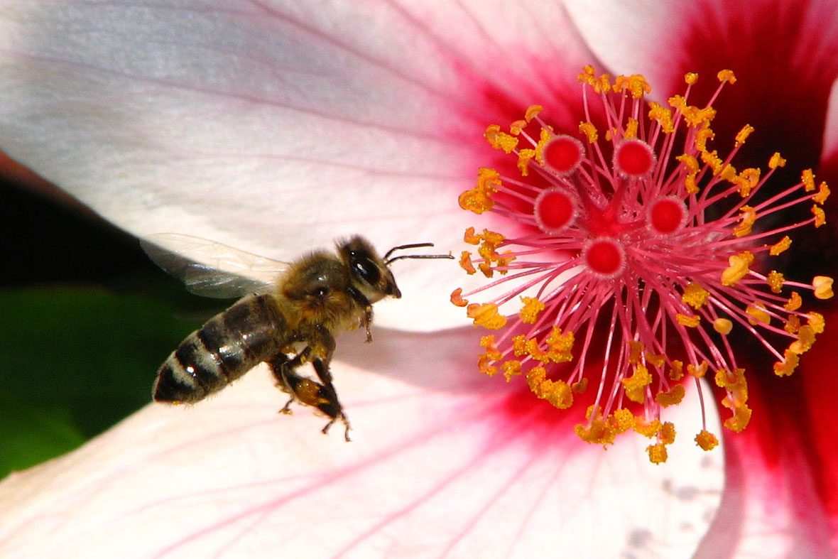 Hjälp bina - plantera sommarblommor!