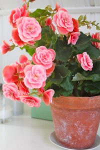 höstbegonia