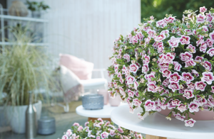 Småpetunia MiniFamous PinkTastic